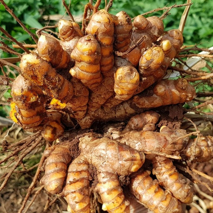 9 Edible Root Plants of Ginger Roots, Turmeric Roots, Jerusalem Artichoke Tubers, Large Size, Fresh & Ready to Grow in Garden, Each Types 3 Tubers Rhizomes