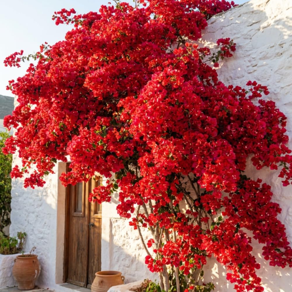 Red Bougainvillea Plant Live, Bougainvillea Live Plant, 5 to 7 Inches Tall, Vibrant Long Lasting Blooms, Ideal for Trellis, Landscape and Outdoor Garden