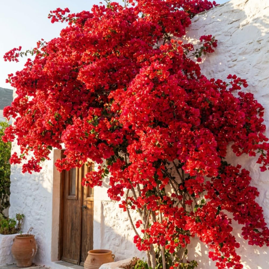 Red Bougainvillea Plant Live, Bougainvillea Live Plant, 5 to 7 Inches Tall, Vibrant Long Lasting Blooms, Ideal for Trellis, Landscape and Outdoor Garden