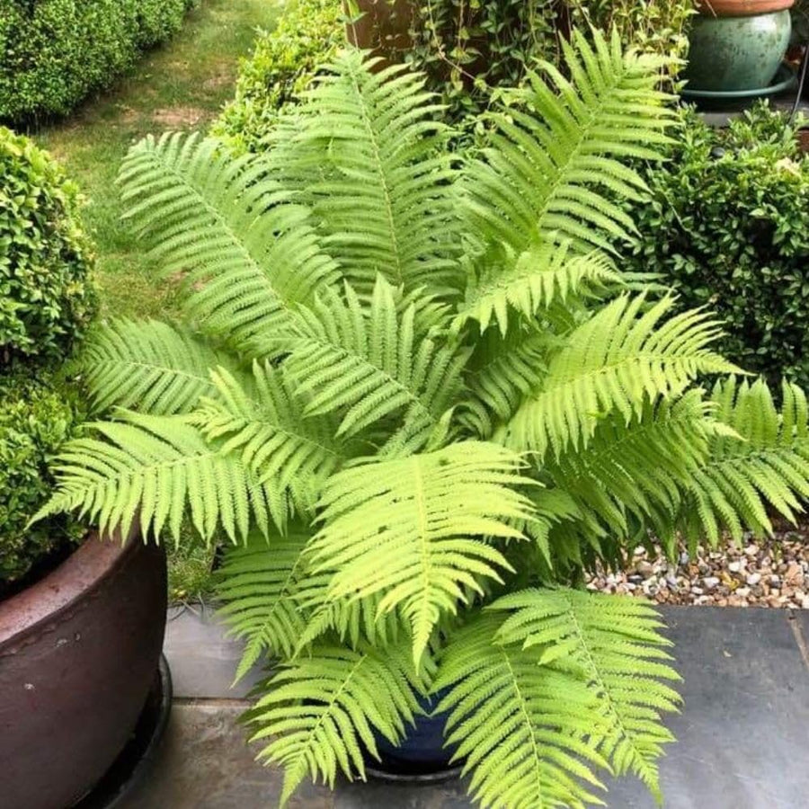 5 Ostrich Fern Bare Root Rhizomes Plant, Live Fern Plants for Shade Gardens, Hardy Outdoor Perennials Plant
