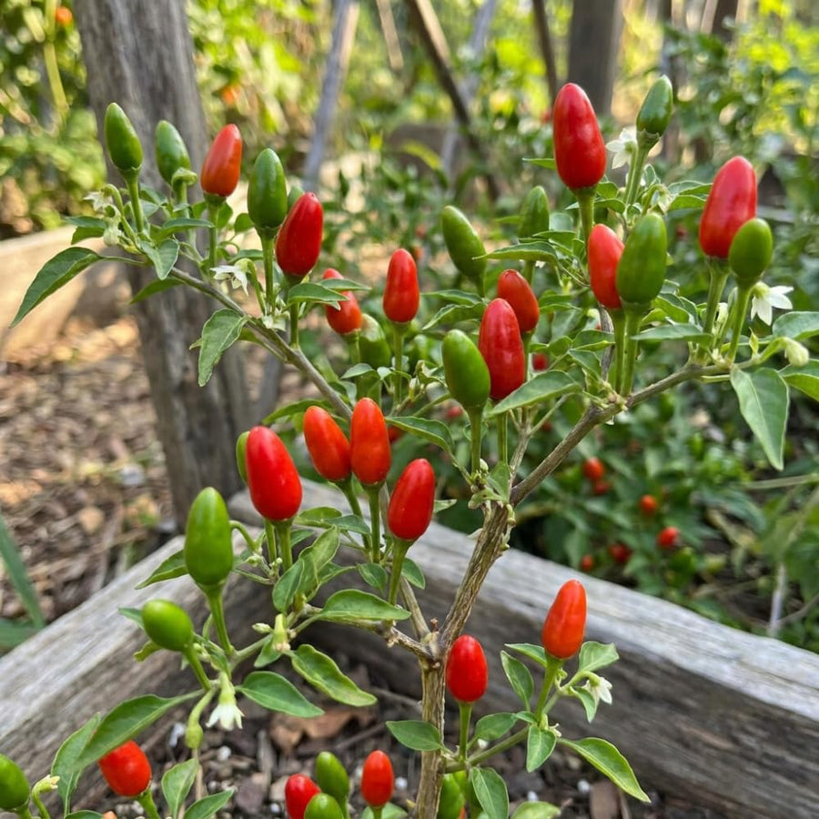 150 Pequin Pepper Seeds for Planting, Chili Pequin Pepper Plant, Hot Peppers Seed, Heirloom Seeds Vegetable for Indoor Outdoor Garden