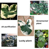 Elephant Ear Plants, Variegated Colocasia Plant, Colocasia Alocasia Esculenta Taro for Indoor Outdoor Gardens, Dormant in Winter