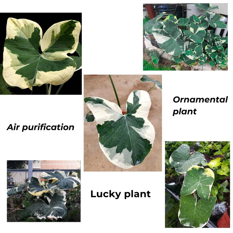 Elephant Ear Plants, Variegated Colocasia Plant, Colocasia Alocasia Esculenta Taro for Indoor Outdoor Gardens, Dormant in Winter