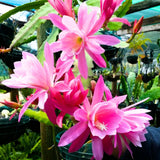 Epiphyllum Orchid Cactus Live Plant, 2 Plants Per Pot, Blooming Orchid Cactus for Indoor or Outdoor Growing (Pink Epiphyllum)