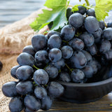 Black Grape Vine Plant Live Bareroot for Planting 1-2 Year Old, Summer Grape Plant Live Grape Tree, Black Grape Fruit Tree for Planting
