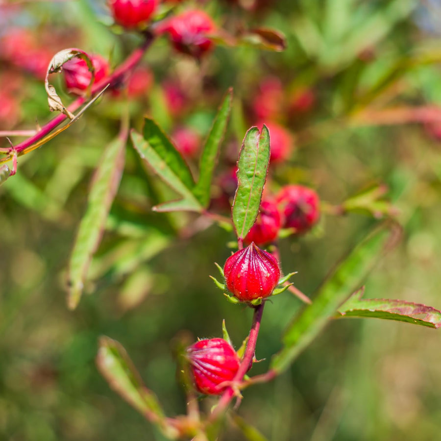 Roselle Hibiscus Plant Live, Red Sorrel Roselle Hibiscus Flowers, 8-12 Inches Tall in Half Gallon Pot, Sabdariffa Roselle Hibiscus Plant for Indoor Outdoor Planting