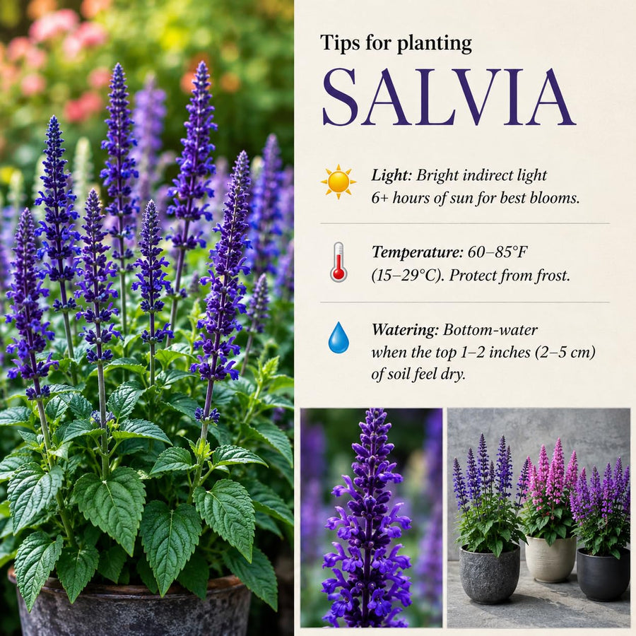 Red Salvia Live Plant in 4 Inch Pot, Bright Red Blooming Salvia Perennial Flower for Outdoor Garden and Containers