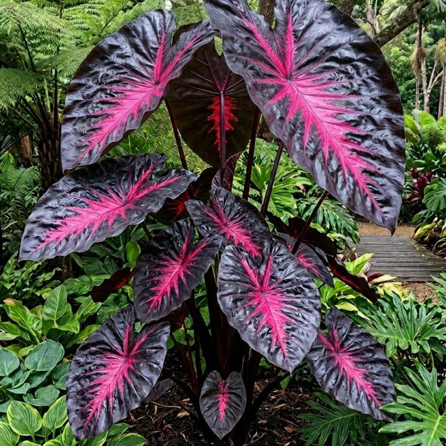 3 Colocasia Plants Live, Elephant Ear Caladium Esculenta Plants, 5 to 8 Inc Tall (Red Black)