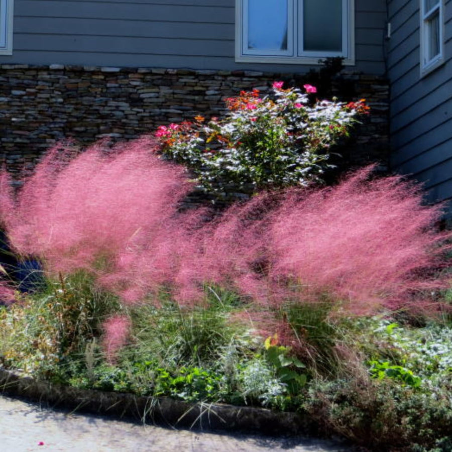 2 Ornamental Grass Plants - Muhly Grasses Live Plants Perennial - 5-9 Inc Tall - Live Grass Seedlings Indoor Outdoor (Pink Muhly Grass)