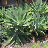 Green Agave Live Plant, 8 Inches Tall in 4 Inch Pot, Agave Succulent Plant for Indoor or Outdoor Growing