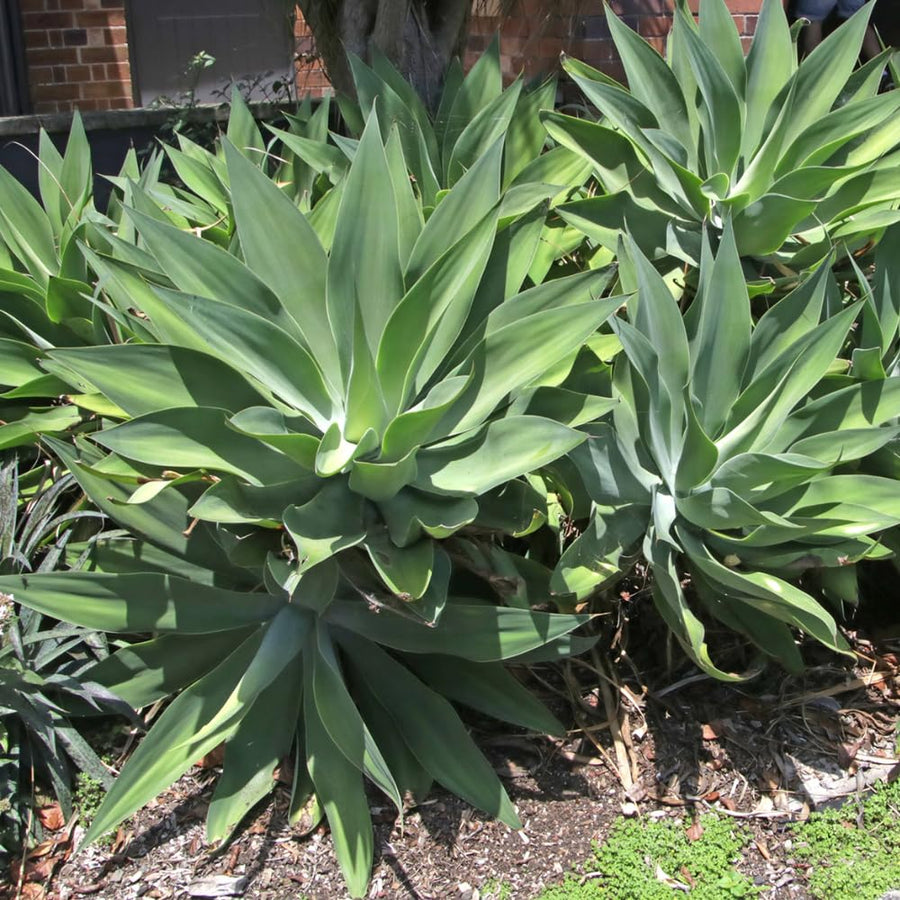 Green Agave Live Plant, 8 Inches Tall in 4 Inch Pot, Agave Succulent Plant for Indoor or Outdoor Growing