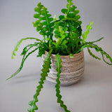 Fishbone Cactus Plant 4-6'' Tall, Easy Care Indoor Cactus in 2'' Pot, Compact Houseplant for Planting