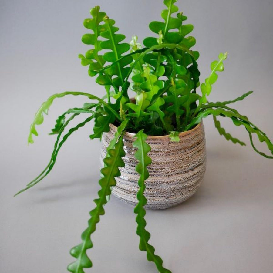 Fishbone Cactus Plant 4-6'' Tall, Easy Care Indoor Cactus in 2'' Pot, Compact Houseplant for Planting