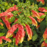 2 Live Red Shrimp Plants, 4 to 6 Inc Tall, Shrimp Plants Live for Planting Outdoor Indoor