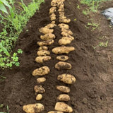 Russet Potato Seeds for Planting, Seed Potatoes for Planting, 2 Pounds, Heirloom, Vegetable Live Plant Easy to Plant, Potato Tuber Bulbs