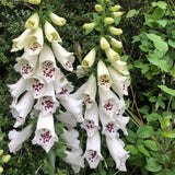 Live White Foxglove Plant, 3-5" Tall, 3 Inch Pot, White Foxglove Plant, Hardy Perennial with Colorful Summer Flowers