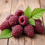Boysenberry Live Plant, Full Rooted from 4-6 Inches Tall, Thornless Boysenberry, Edible Berry Fruit Plant for Outdoor Growing