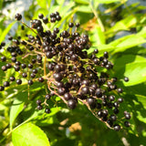 Elderberry Plant Live for Planting, Elderberry Plant Live, 2-3 Feet Tall, 1 Gallon Pot, Cold Hardy Berry Bush for Outdoor Garden