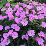 Light Purple Impatiens Live Plant in 4-Inch Pot, Impatiens Plant 3-5 Inch Tall, Flowering Annual for Gardens and Containers