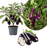 Purple Eggplant Plant for Planting, 4-7" Tall in 4 Inches Pot, Eggplant Vegetable Plants, Eggplants Seedling for Garden Growing