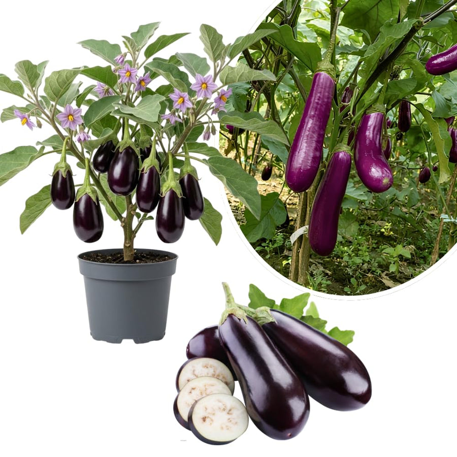 Purple Eggplant Plant for Planting, 4-7" Tall in 4 Inches Pot, Eggplant Vegetable Plants, Eggplants Seedling for Garden Growing