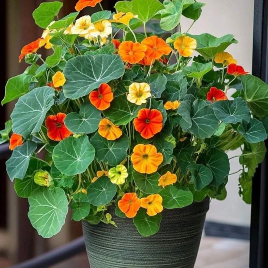 Nasturtium Plant, 4" Pot, Nasturtium Live Plants, Trailing Flower Vine Plants, Well Rooted