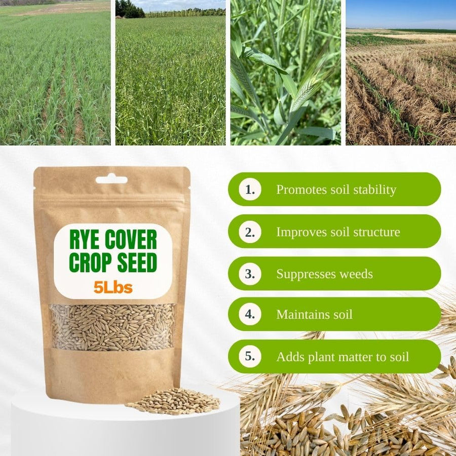 5 Ibs Rye Cover Crop Seeds, Cereale Rye Cover Crop Seeds for Garden Beds and Outdoor Growing