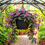 Gynura Aurantiaca Purple Passion Velvet Plant, Gynura Plant Live, Rare Houseplant for Outdoor Indoor Growing, 4 Inc Pot, 4-6 Inc Tall