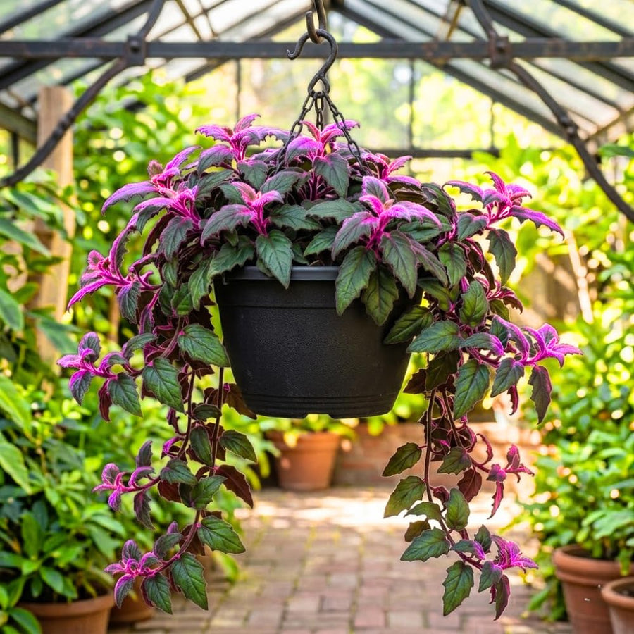 Gynura Aurantiaca Purple Passion Velvet Plant, Gynura Plant Live, Rare Houseplant for Outdoor Indoor Growing, 4 Inc Pot, 4-6 Inc Tall
