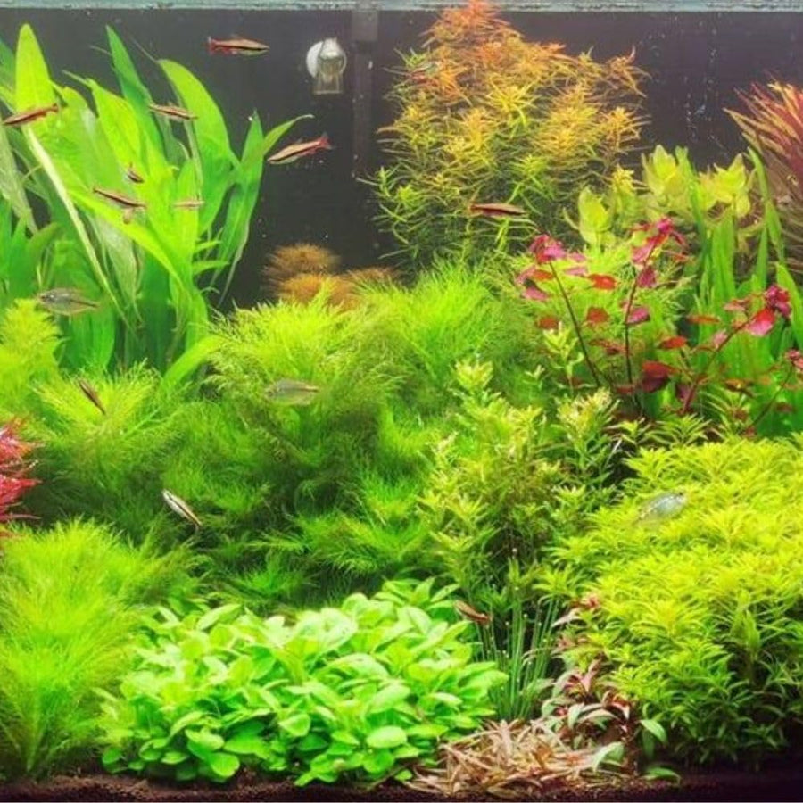 100 Aquarium Water Grass Seeds, Aquarium Plant Seeds, Water Grass Ground Covering Plant Seed, Grass Seed for Ground Covering