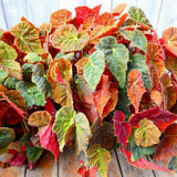 Begonia Live Plant Outdoor, Can Grow As Weeping Begonia, Fast-Growing, Easy-Care Flowering Plant for Gardens Containers, 5-9” Tall, No Pot, Begonia Maculata Plants (Autumn Red Orange)
