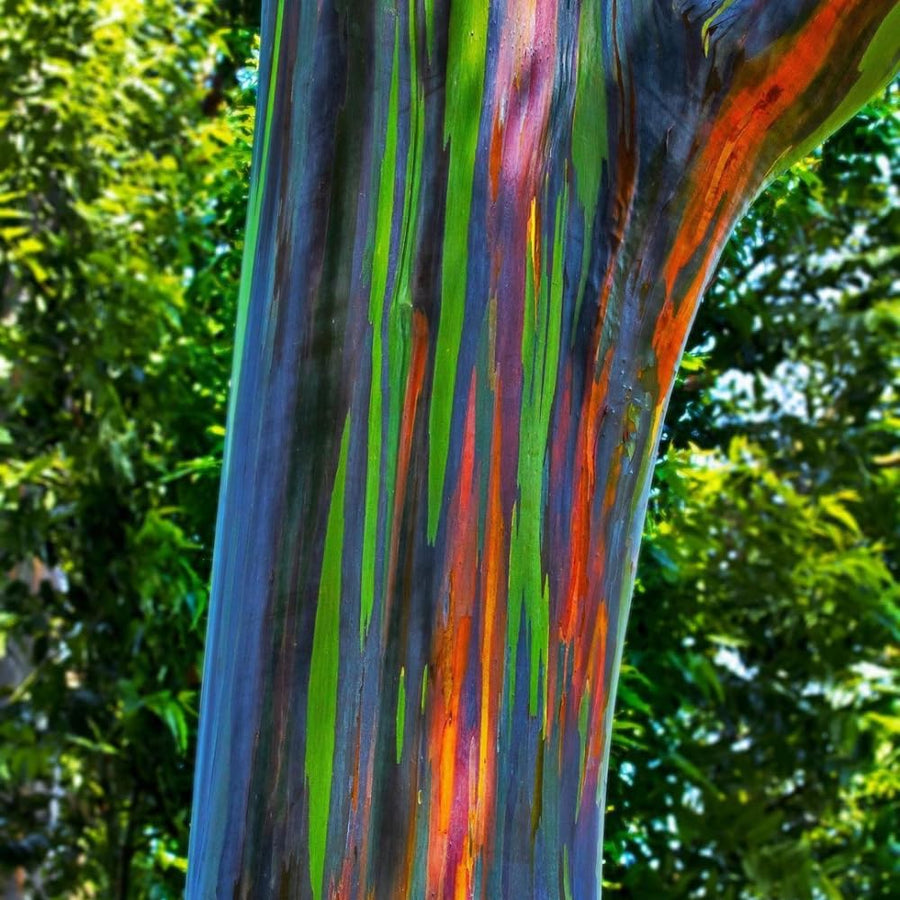 Eucalyptus Plant, Starter Eucalyptus Plant Live in 2.5" Pot, Cold Hardy, Fragrant Foliage, Ready to Grow Indoor Outdoor (Rainbow)