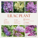 Common Lilac Bush Tree Live Plant 8-12 Inches Tall, Well Rooted Shrub in Quart Pot, Fragrant Spring Flowering Outdoor Plant (Purple Lilac)