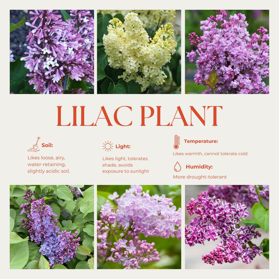 2 Lilac Bushes Trees Live Plants 8-12 Inches Tall, Well Rooted in Quart Pot, Fragrant Spring Flowering Outdoor Plant (Light Pink-Purple Lilac Shrub)
