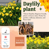 10 Yellow Daylily Roots, Hardy Perennial Flower for Garden Beds and Borders Planting, Easy Care, Ready to Grow