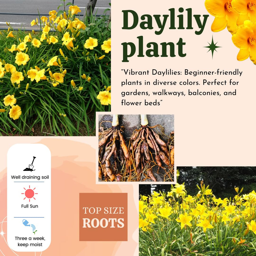 10 Yellow Daylily Roots, Hardy Perennial Flower for Garden Beds and Borders Planting, Easy Care, Ready to Grow