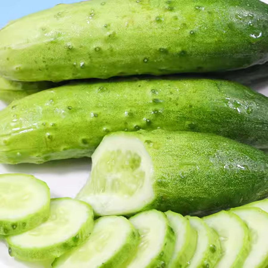Set 2 Marketmore Cucumber Plants Live, Cucumber Live Plants, Vegetable Starter Plants, 4 Inc Long