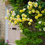Golden Yellow Sunrosa Rose Live Plant Bare Root, Live Rose Bushes Ready to Plant Outdoor, 7-12 Inc Tall, Well Rooted, Cold Hardy
