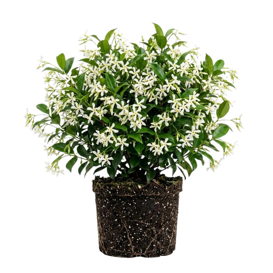 Star Jasmine Live Plant, Live Fragrant Jasmine Flowering Vine, 8-10'' Tall in 3 Inches Pot, Outdoor Planting