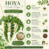 Live Hoya Hindu Rope Plant, Hoya Plant Well Rooted in 4 Inch Pot, 4-7 Inches Tall, Suited for Indoor Houseplants and Home Decor