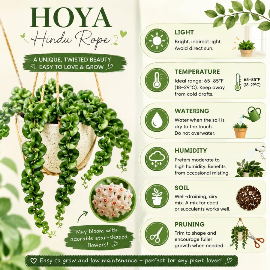 Live Hoya Hindu Rope Plant, Hoya Plant Well Rooted in 4 Inch Pot, 4-7 Inches Tall, Suited for Indoor Houseplants and Home Decor