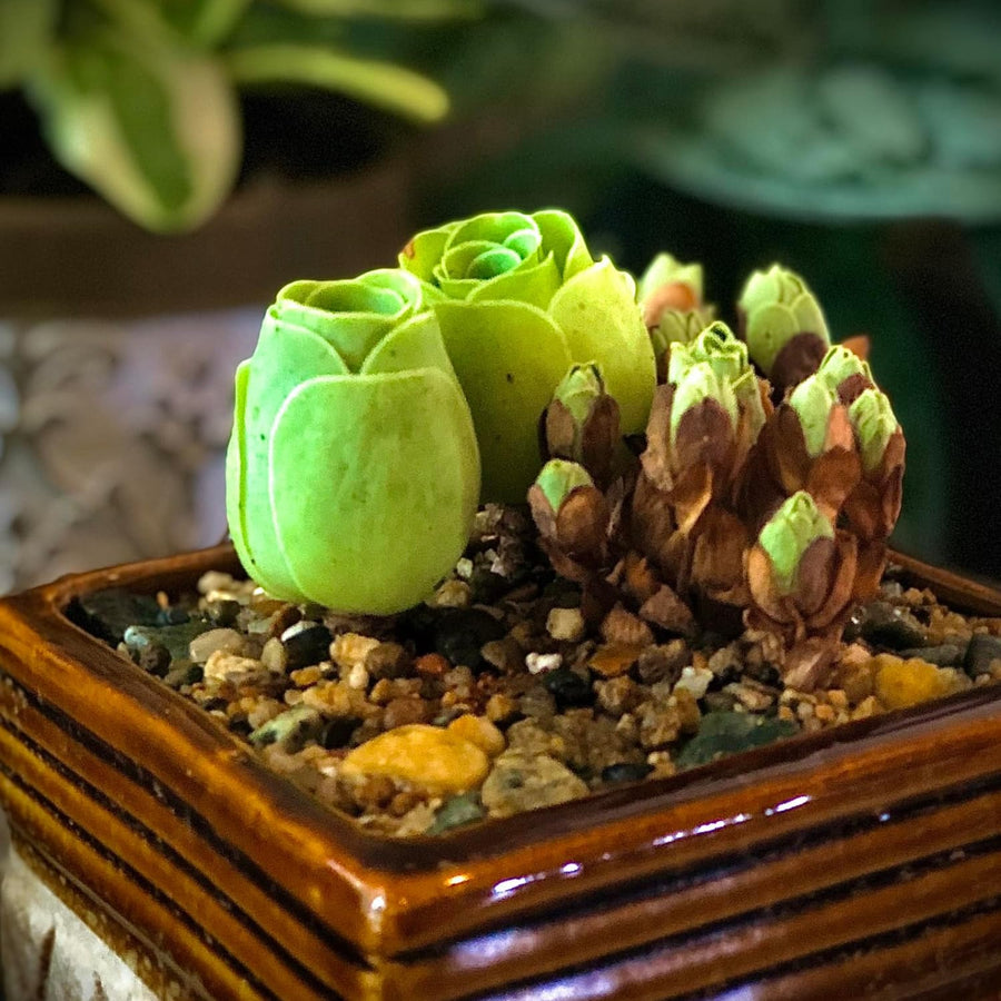 Mountain Rose Cactus Live Plant, Very Rare Succulent Live Plant in 2" Pot, Stater Plant