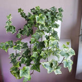 Variegated Ivy Live Plant in 6 Inch Pot, English Ivy Live Outdoor Indoor, Hardy Vine Plant Groundcover Houseplant