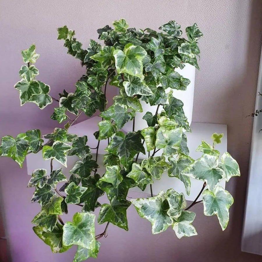 Variegated Ivy Live Plant in 6 Inch Pot, English Ivy Live Outdoor Indoor, Hardy Vine Plant Groundcover Houseplant