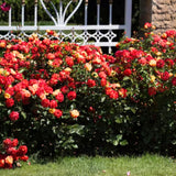 Red Yellow Orange Climbing Rose Live Plant, Fragrant Rose Bush Ready to Plants, Zone 5 to 9, Size 5 to 7 Inches and Bare Root