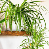 Set of 2 Live Variegated Spider Plants, Curly Spider Houseplant, No Pot, 2-4 Inches Tall for Indoor or Outdoor Planting