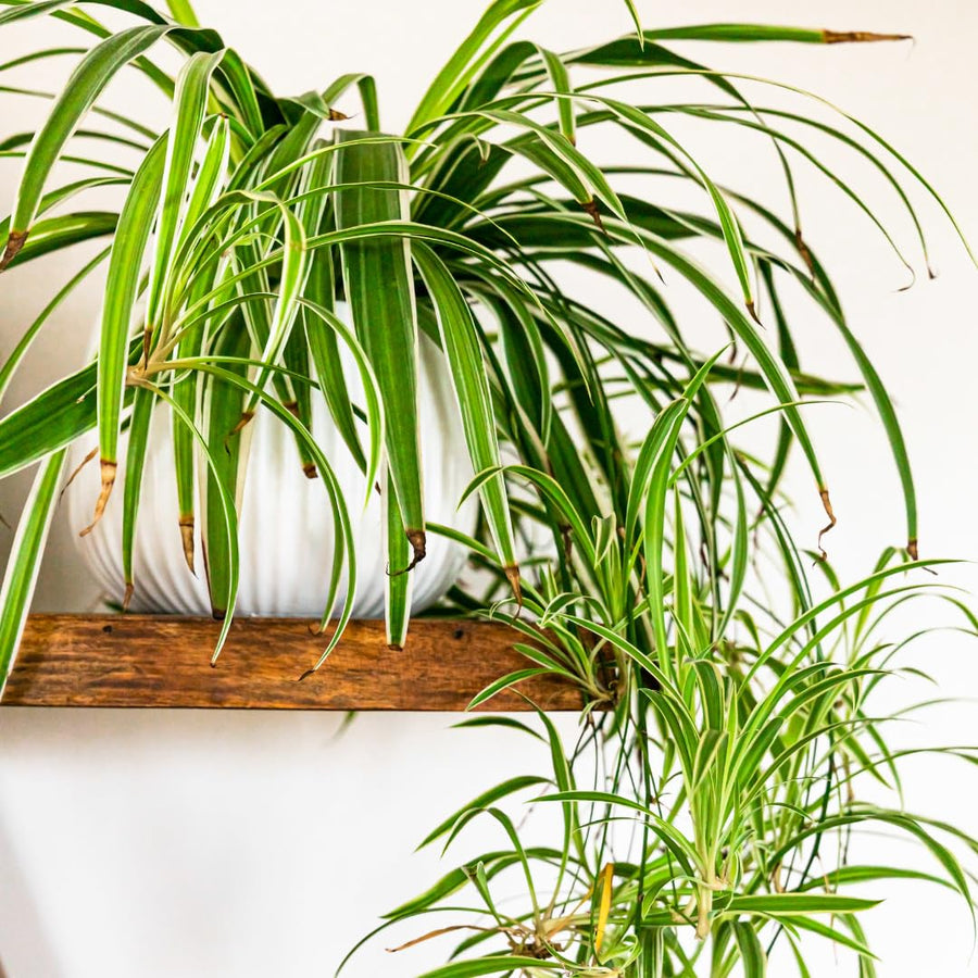 Set of 2 Live Variegated Spider Plants, Curly Spider Houseplant, No Pot, 2-4 Inches Tall for Indoor or Outdoor Planting