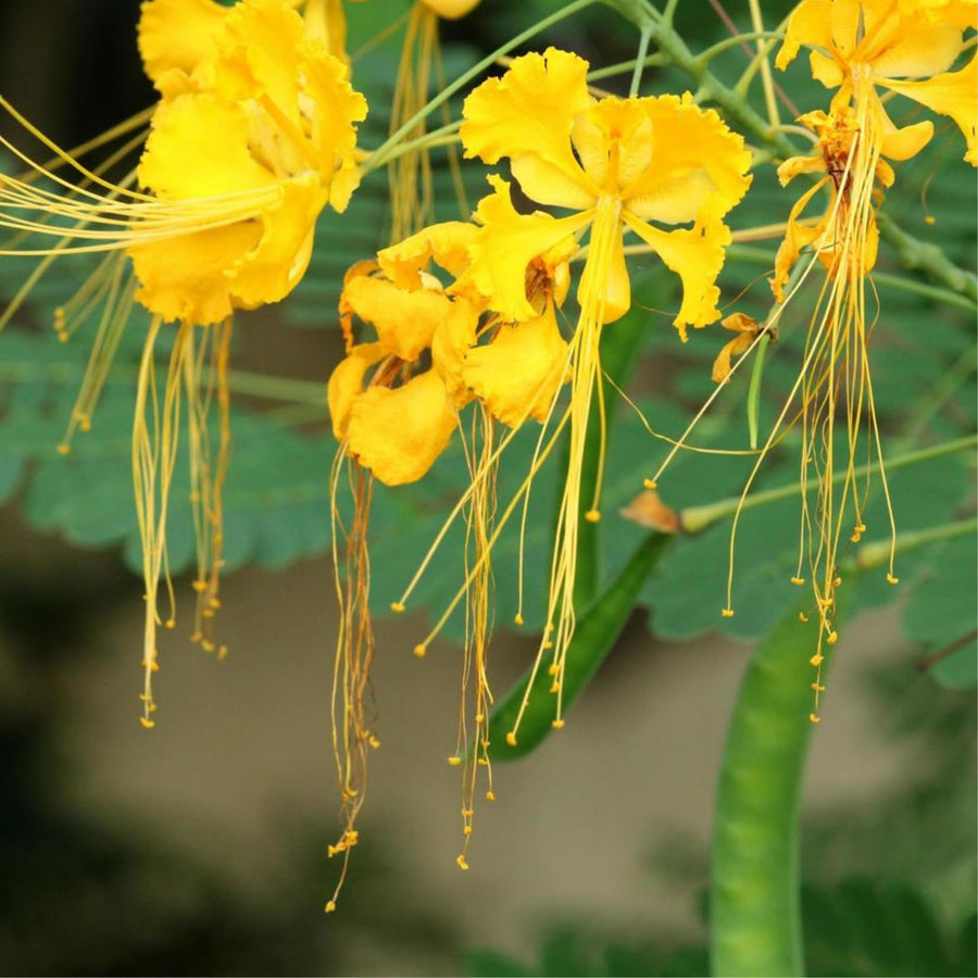 Yellow Mexican Bird of Paradise Plant Live in Pot, Well-Rooted Seedling for Outdoor Growing, Peacock Plant