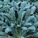 2 Pots Blue Kale Plants, 3-7 Inch Tall Plant in 4 Inch Pot, Well Rooted Kale Plants, Vegetable for Garden, Container Planting