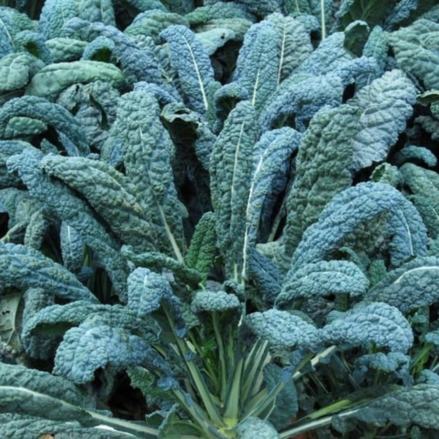 2 Pots Blue Kale Plants, 3-7 Inch Tall Plant in 4 Inch Pot, Well Rooted Kale Plants, Vegetable for Garden, Container Planting